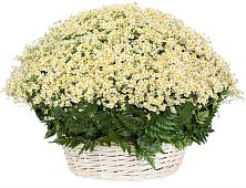 Цветочная композиция из Ромашки в корзине #REPLACE_PRED# Курорт-Дарасун